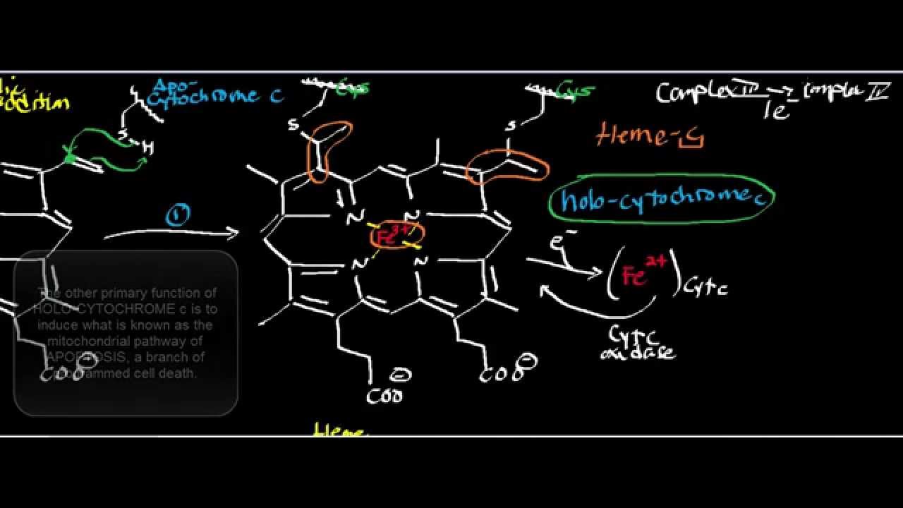 Biochemistry | Cytochrome c + Holocytochrome c Synthase - Biochemistry & Mechanism