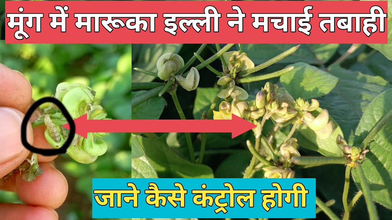How to prevent Maruka caterpillar in mung bean flower / mung me maruka ili / Maruka caterpillar