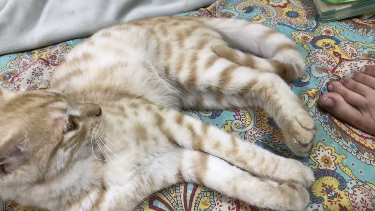 My kitty is playing with his owner #kitten #play #cute 