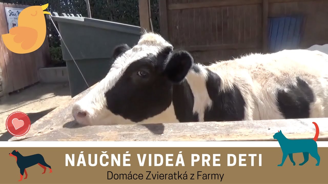 N&Aacute;UČN&Eacute; VIDE&Aacute; PRE DETI: Dom&aacute;ce Zvieratk&aacute; z Farmy - Zvieratk&aacute; a ich zvuky