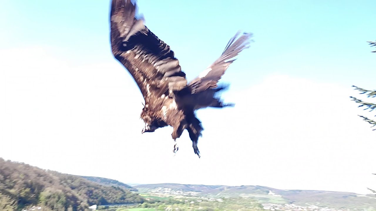 Flugshow der Deutschen Greifenwarte auf Burg Guttenberg