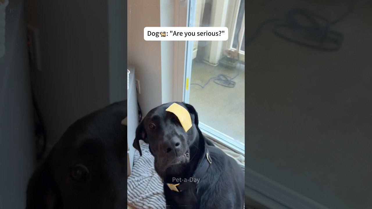 Dog🐕: Human, how dare you?！#dog#funny#FunnyPets #Viral#fyp#shorts