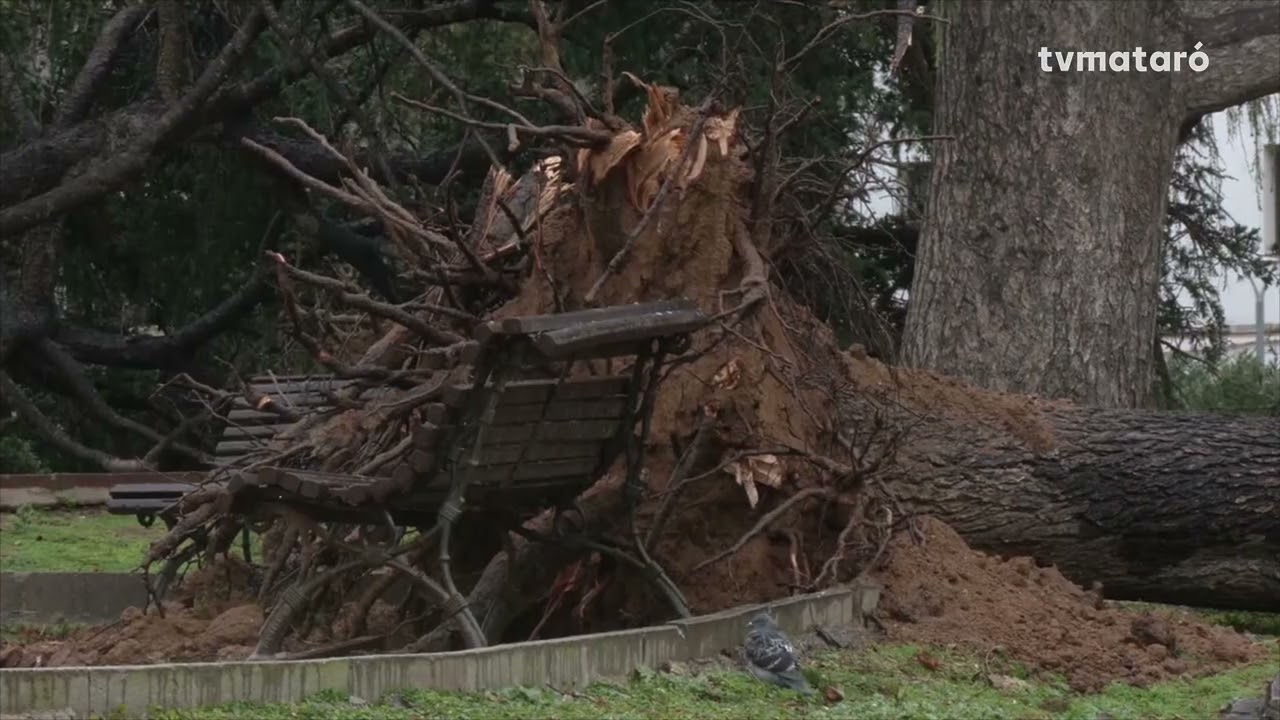 El temporal fa caure un centenar d’arbres i obliga a tancar el Parc Central Vell almenys una setmana