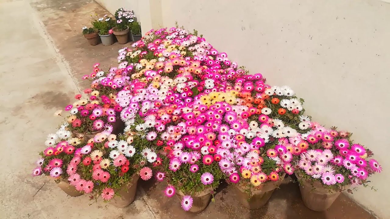 Unbelievable growth of Ice plants/ Mesembryanthemum from seeds