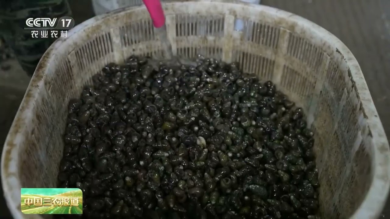 [中国三农报道]浙江宁波 螺蛳价格和去年持平 销量大幅攀升 | 农业致富经 Agriculture And Farming
