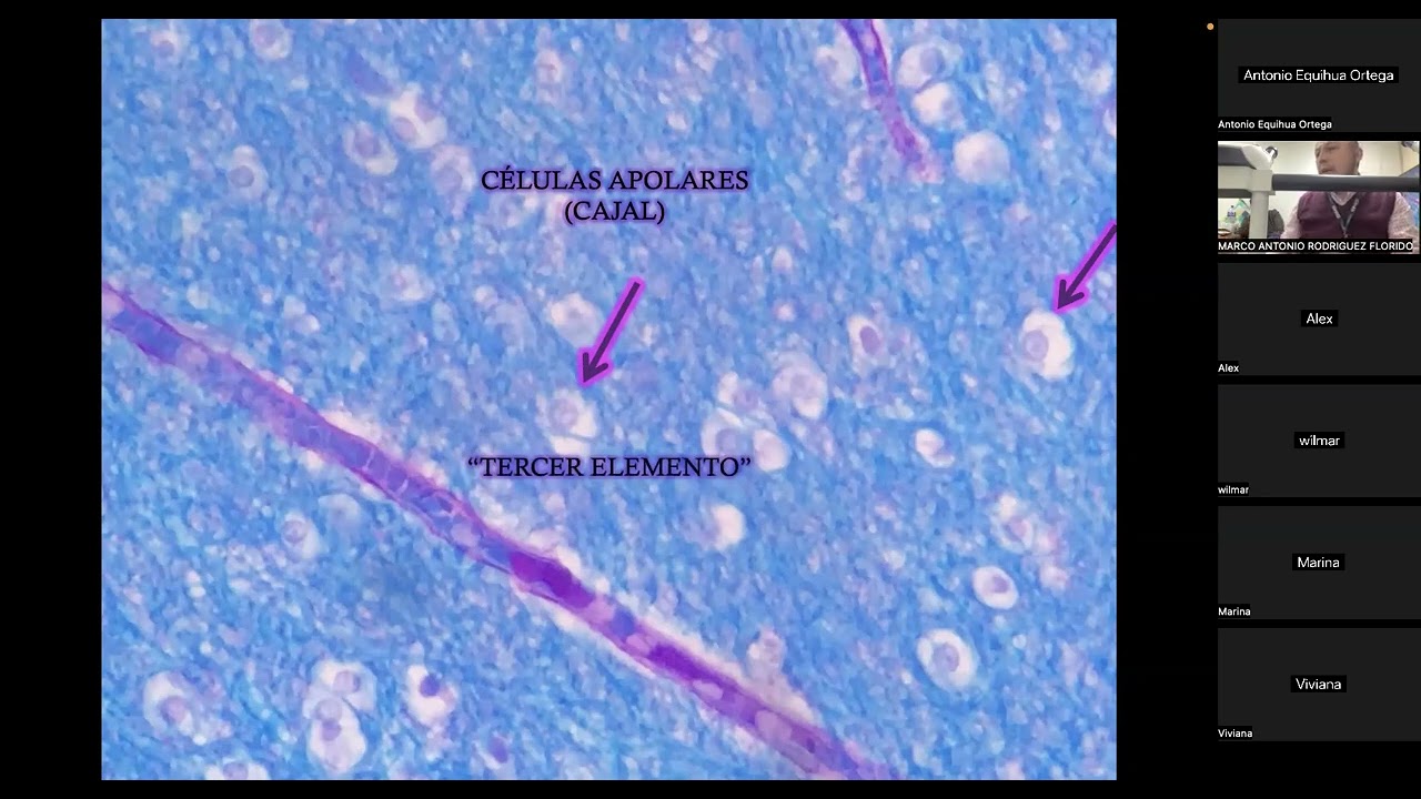 Células oligoides