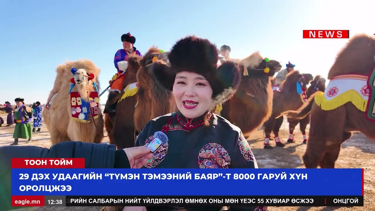 ТООН ТОЙМ: Дэлхийд 2 сая гаруй хос бөхт тэмээ байдгаас дөрөвний нэг нь манай улсад байна