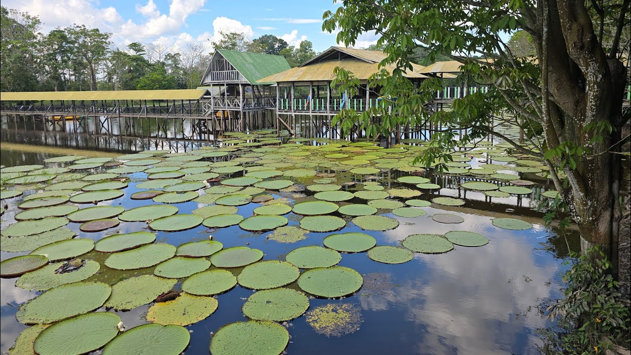 Una breve visita a la Reserva Flor de Loto, ubicada al costado del Gran Río Amazonas, Colombia🇨🇴