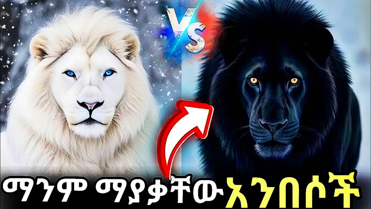 10 የማይታወቁ ግዙፍ አንበሶች 😱 10 Unkown Lions