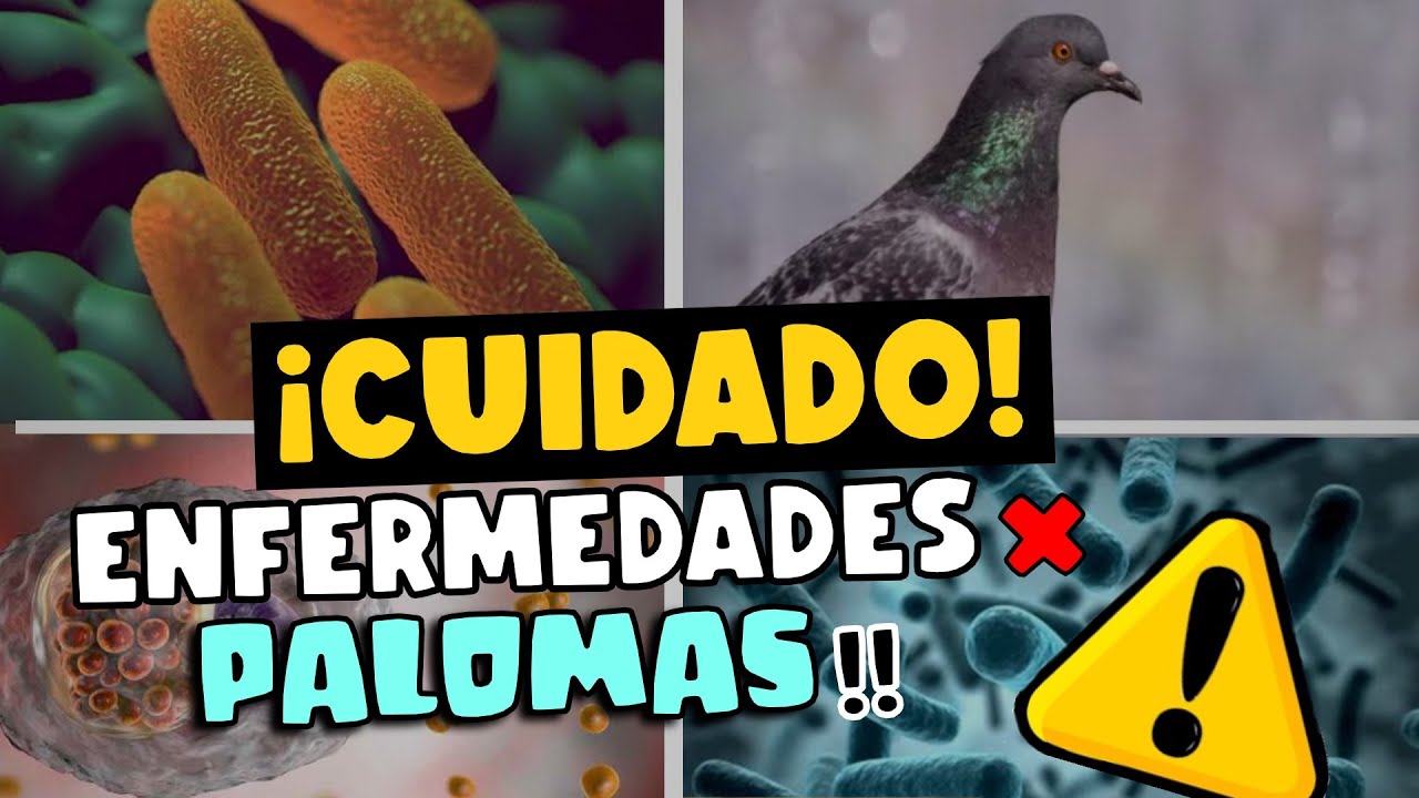 &iexcl;CUIDADO! ENFERMEDADES TRANSMITIDAS POR PALOMAS