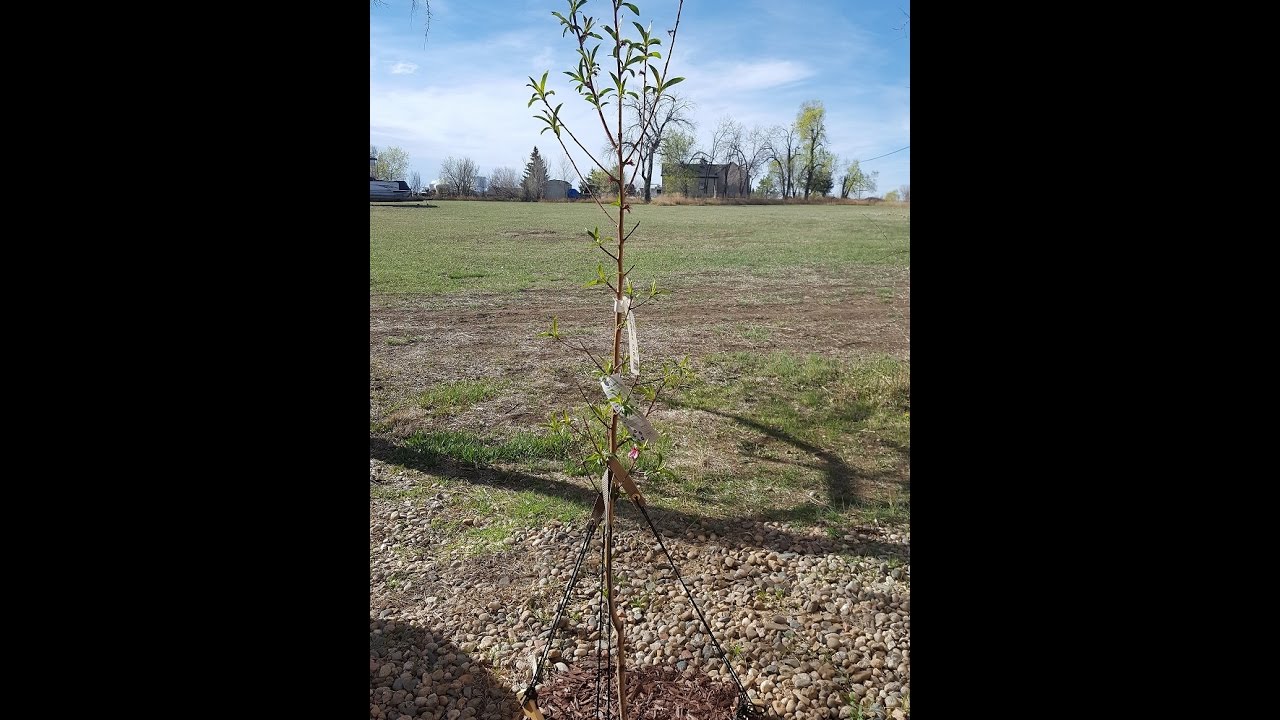 Complete Guide to Planting Potted Trees! 🌳🏡