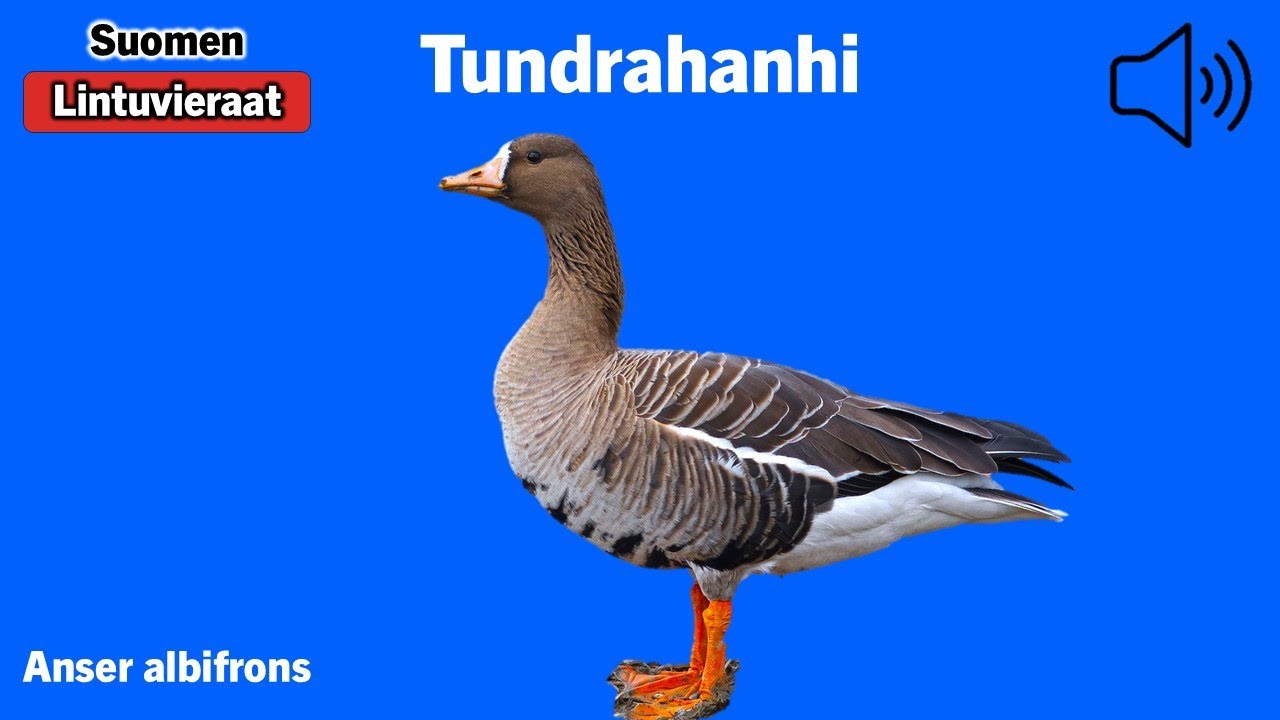 Tundrahanhi - Anser albifrons - White-fronted Goose - bläsgås - ANSALB