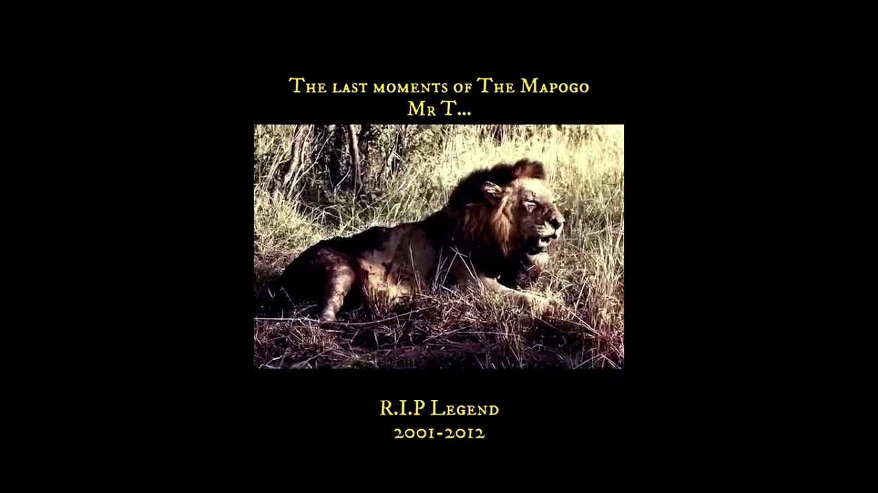 MrT the satan 🔥🏴&zwj;☠️⚔️ #mapogo #lion #lionnation #bigcats #animals #wildcats #wildlife #edit #lion