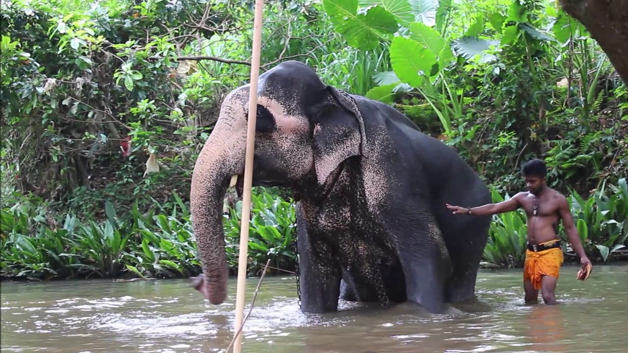 Millennium Elephant Foundation