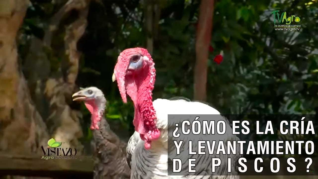 Cómo es la cría y el levante de piscos - TvAgro por Juan Gonzalo Angel Restrepo