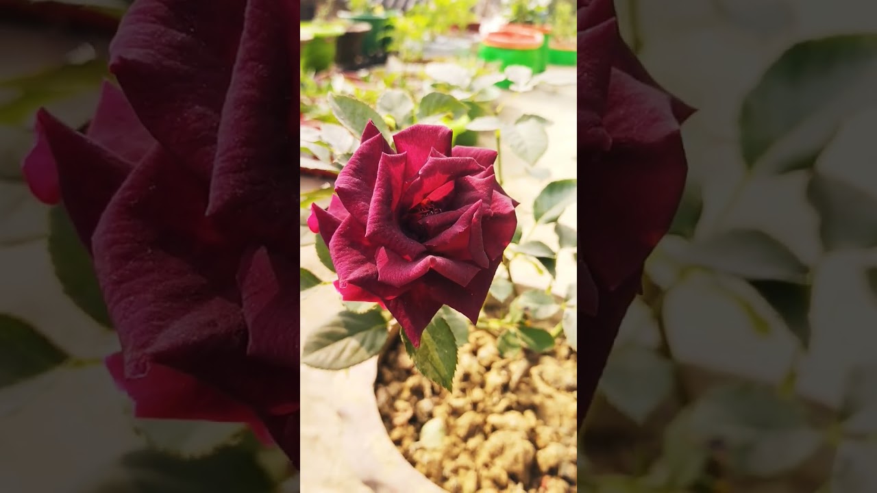 natural beauty 🌿🌿🌿🌹🌹 