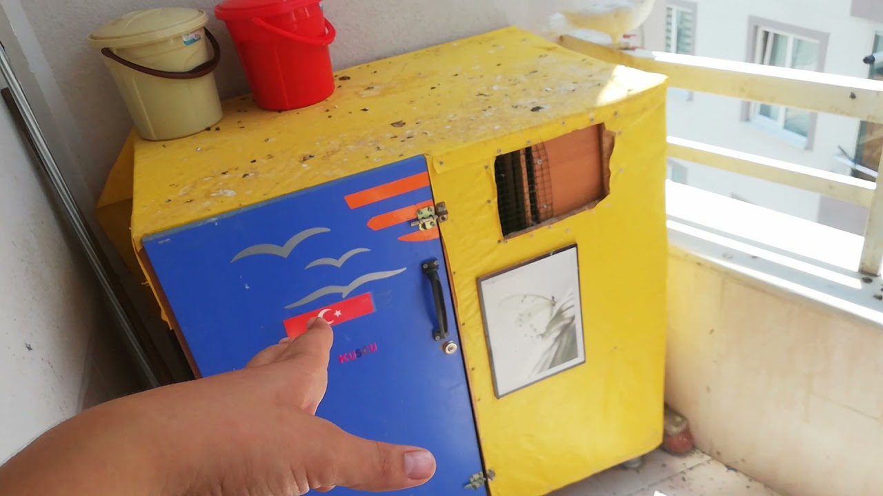 Güvercinler'de son durum. Kümeste yenilik!!!