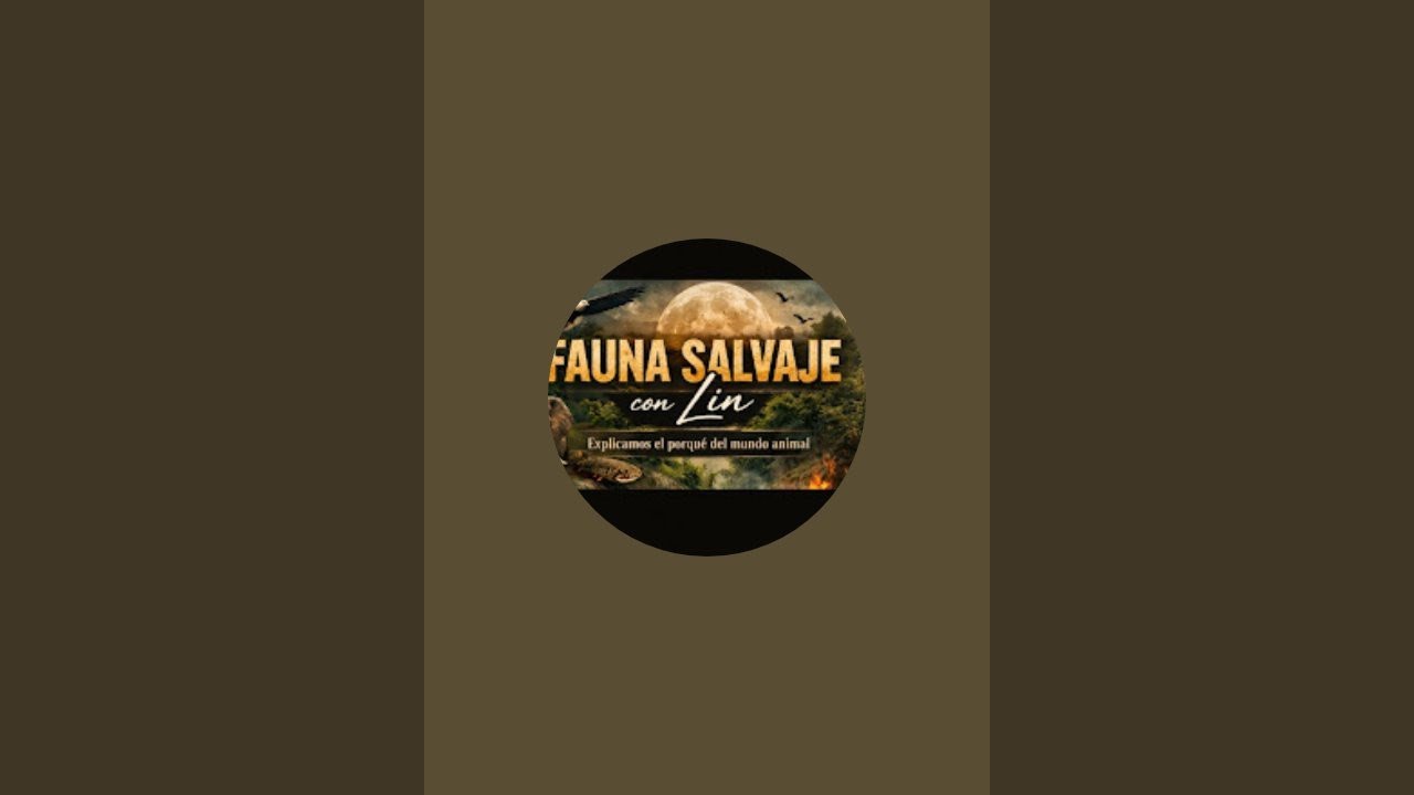 Ruido real del ambiente | ladridos de perros , pasos y organización Sin  ASMR .