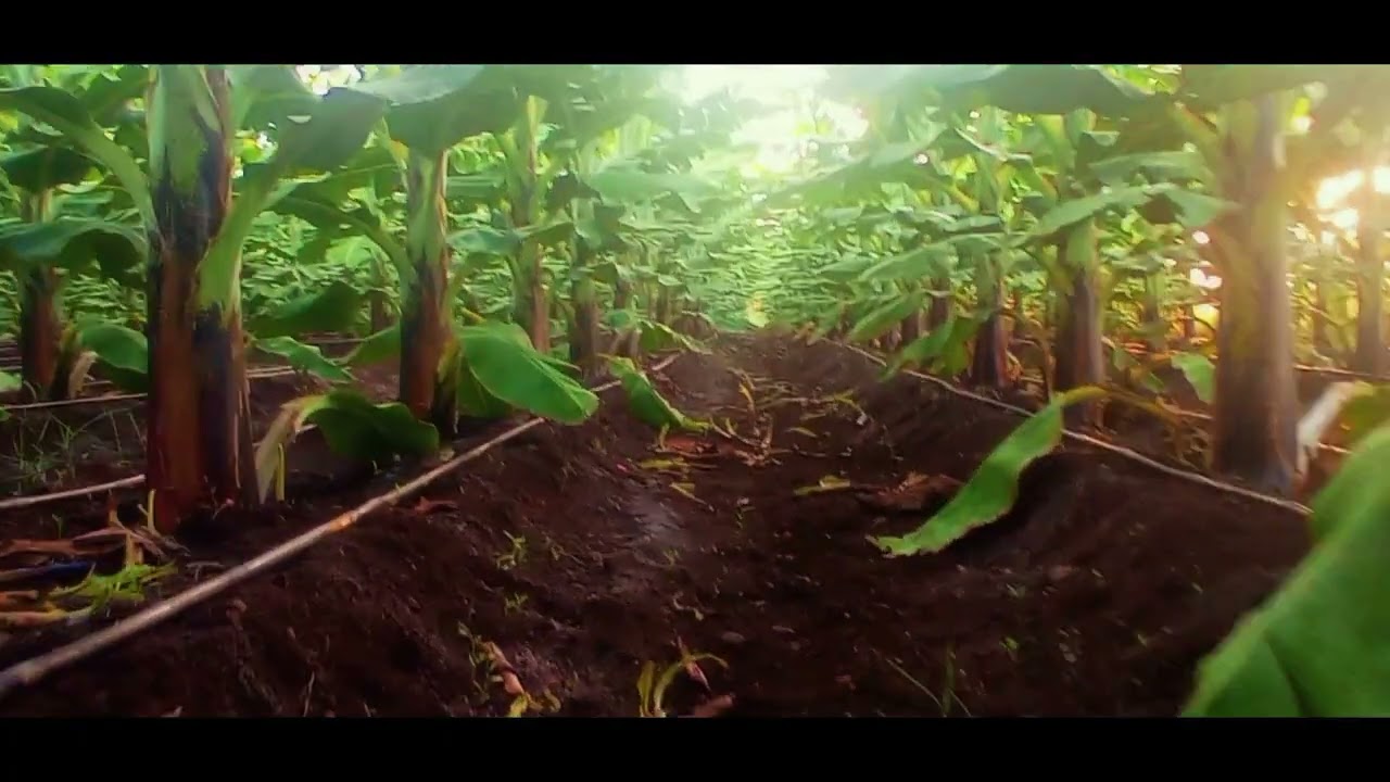 Banana Farm - Short Cinematic Video #farming#farm