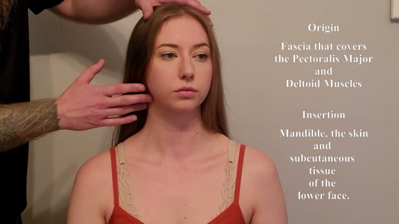 Пальпация мышц - платизма