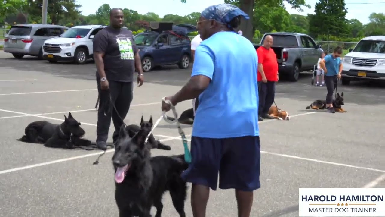 My Dog Training Philosophy - Harold Hamilton, Master Dog Trainer - Dog Training, Long Island, NY