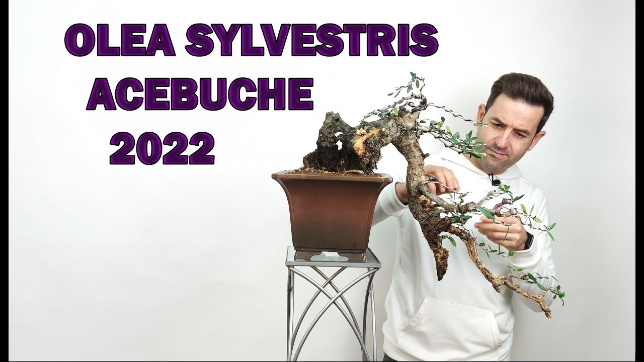🔴COMO INICIAR UN ACEBUCHE EN BONSAI: DEFINICIÓN, DISTRIBUCIÓN DE RAMAS Y TRASPLANTE
