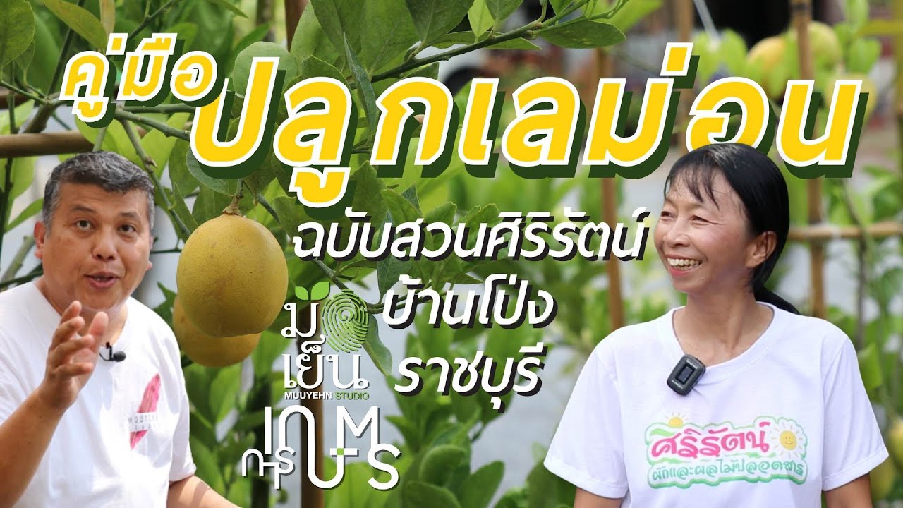 คู่มือปลูกเลม่อน ฉบับสวนศิริรัตน์ บ้านโป่ง ราชบุรี I มือเย็นการเกษตร