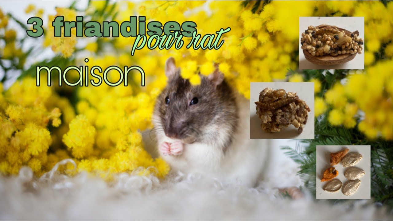 Recette trois friandises pour rats maison