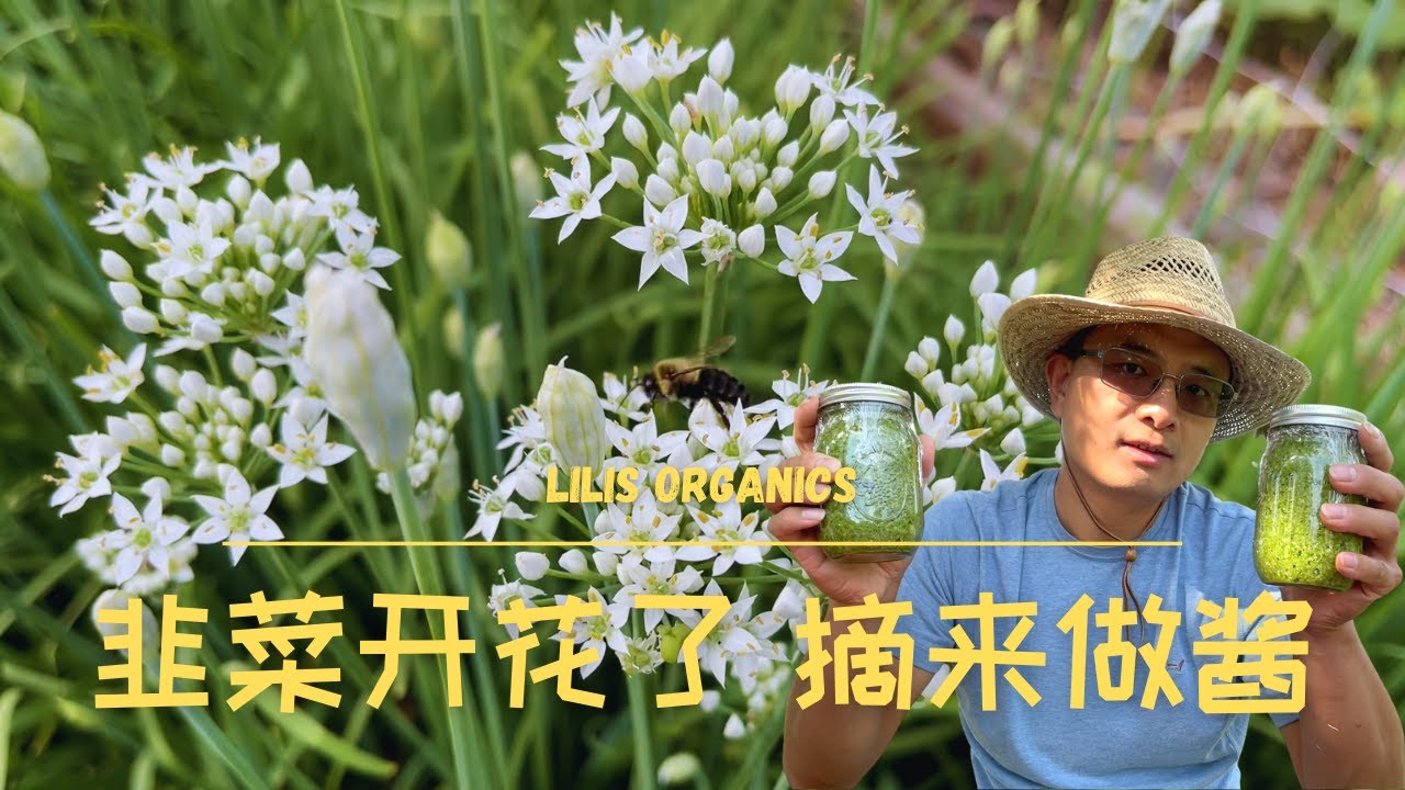 韭菜开花了，摘来做酱 | 如何制作韭菜花酱 | 手抓羊肉佐韭菜花酱，绝配 #韭菜花酱