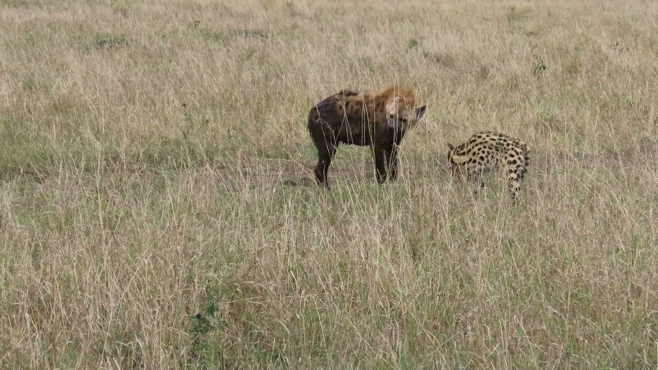 Serval confronts hyena, Maasai Mara, Kenya