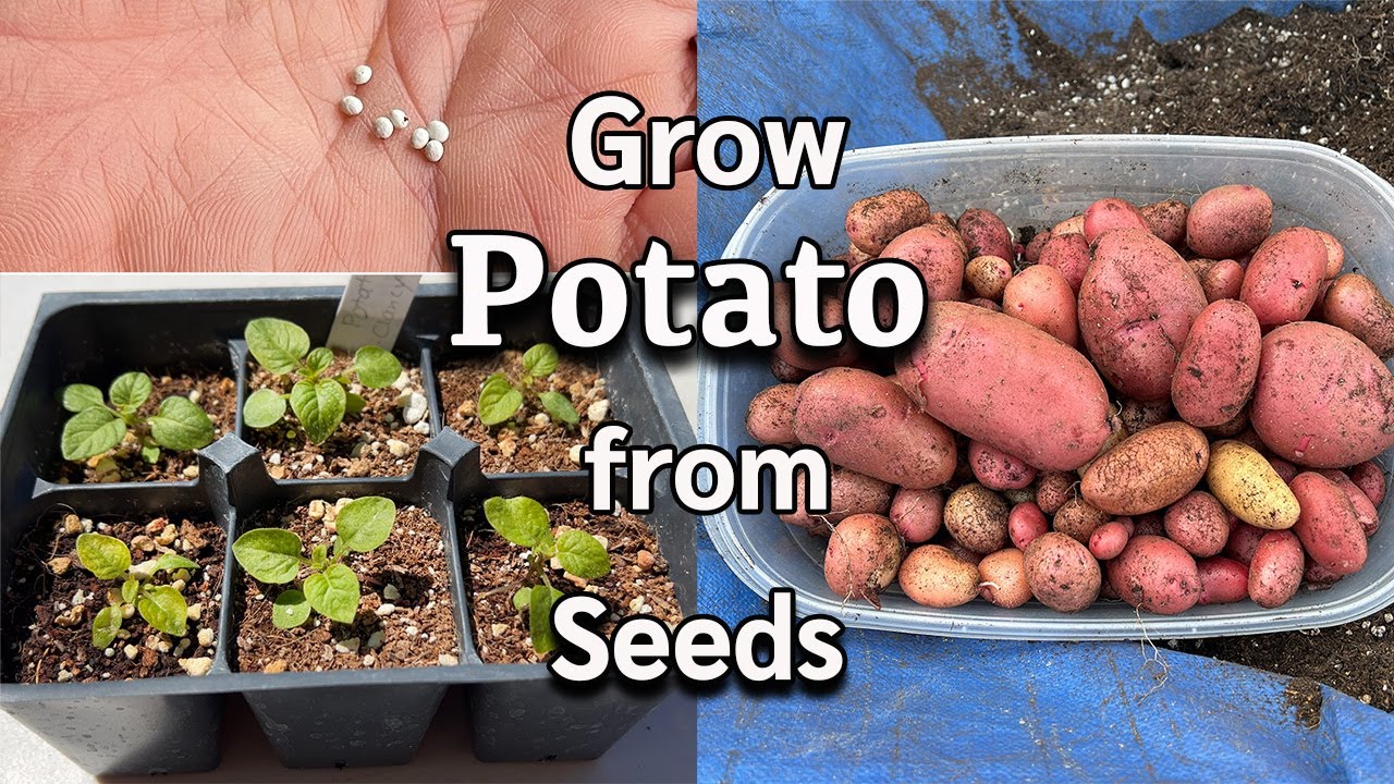 How to Grow Potatoes from Seeds🥔🥔 | Easy DIY Planting Guide