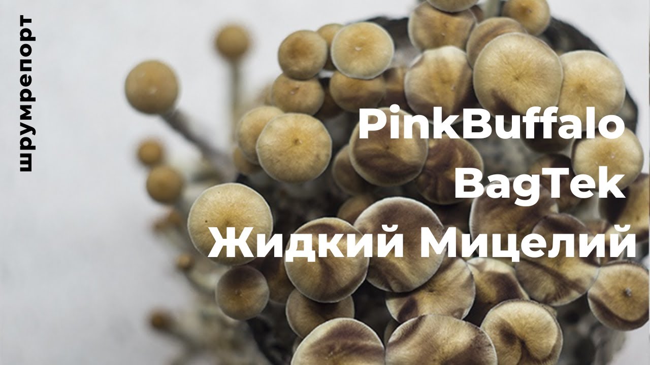 Шрум репорт: PinkBuffalo | BagTek | Жидкий Мицелий