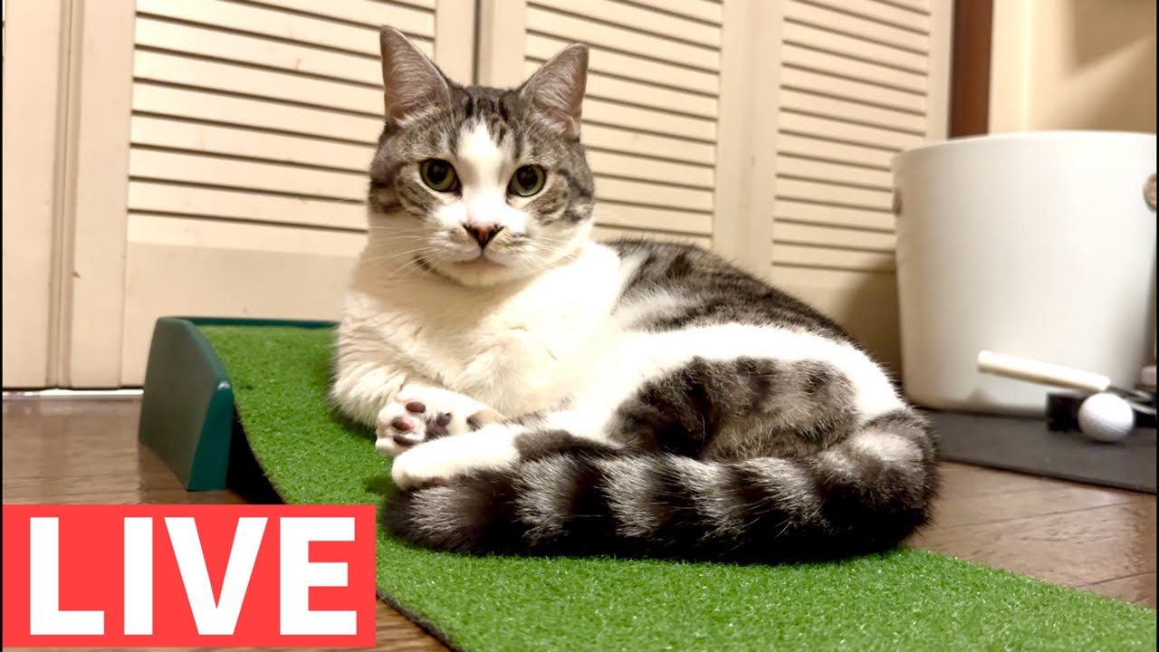 猫のライブ配信というなのしゃべくり