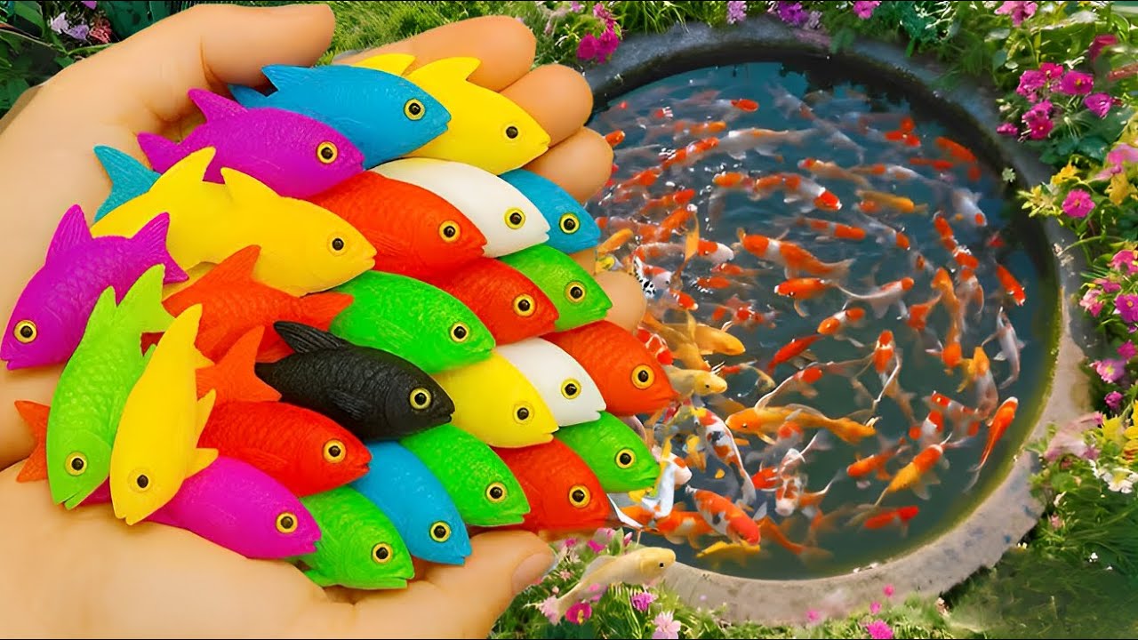 Catch colorful fish, catfish,small sea turtles, koi,angelfish and guppies in the small pond aquarium
