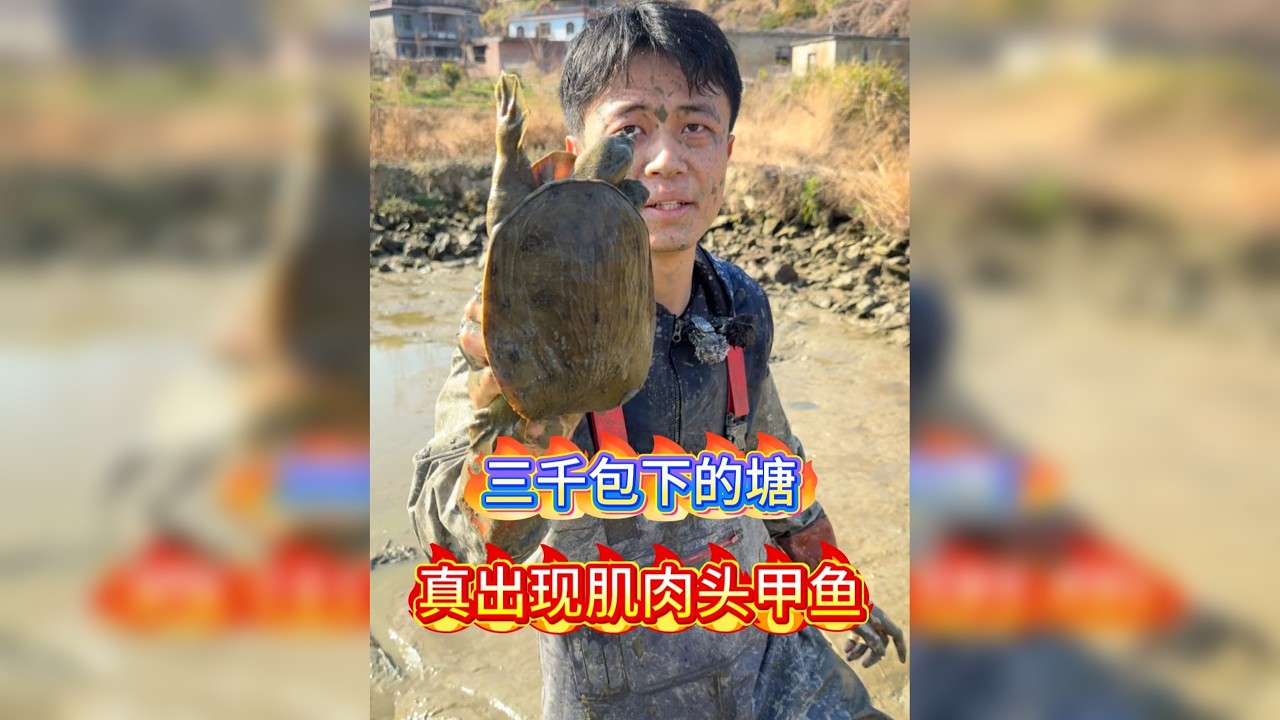 三千包的塘抓16斤草鱼，竟遇肌肉头甲鱼，能赚多少？