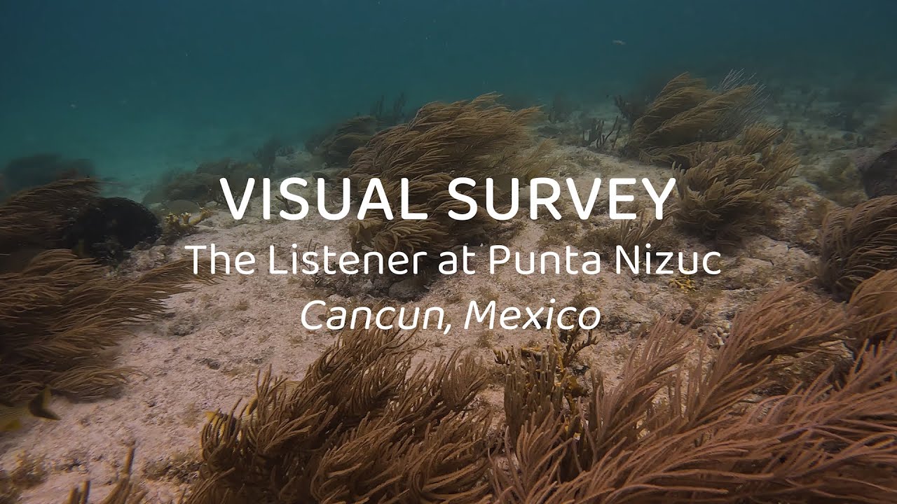 Visual Survey of Mesoamerican Reef fish - September 2025