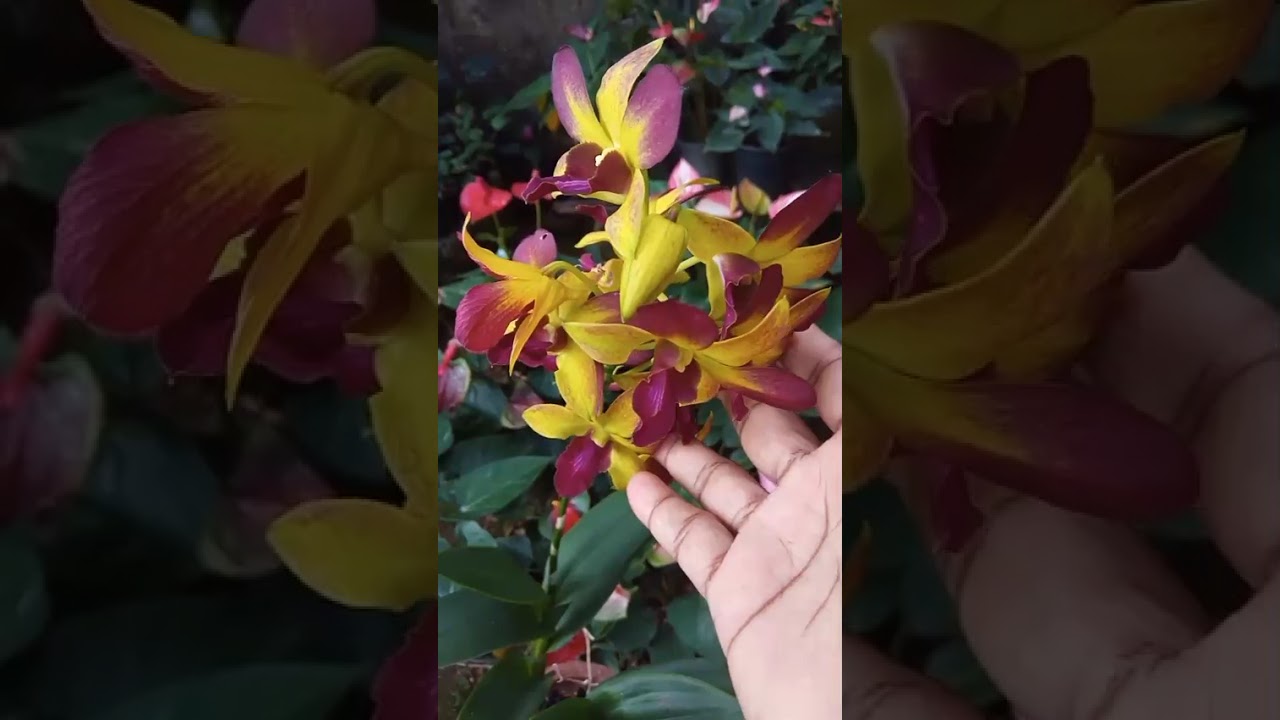 අඩුම මිලට ඔකිඩ් පැකේජ් කිහිපයක් 0772448684