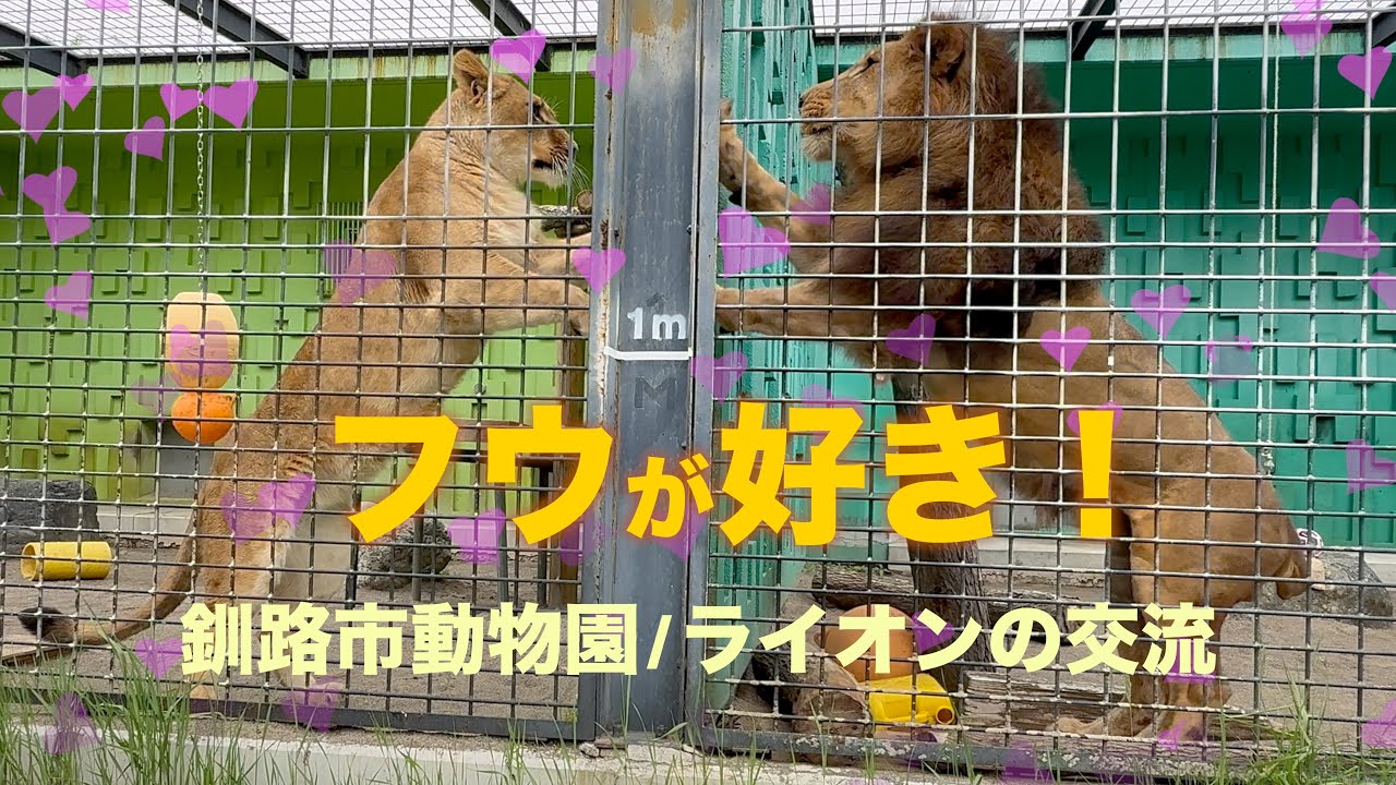 【釧路市動物園】2歳のフウに恋する12歳のゆうひ？フェンス越しの