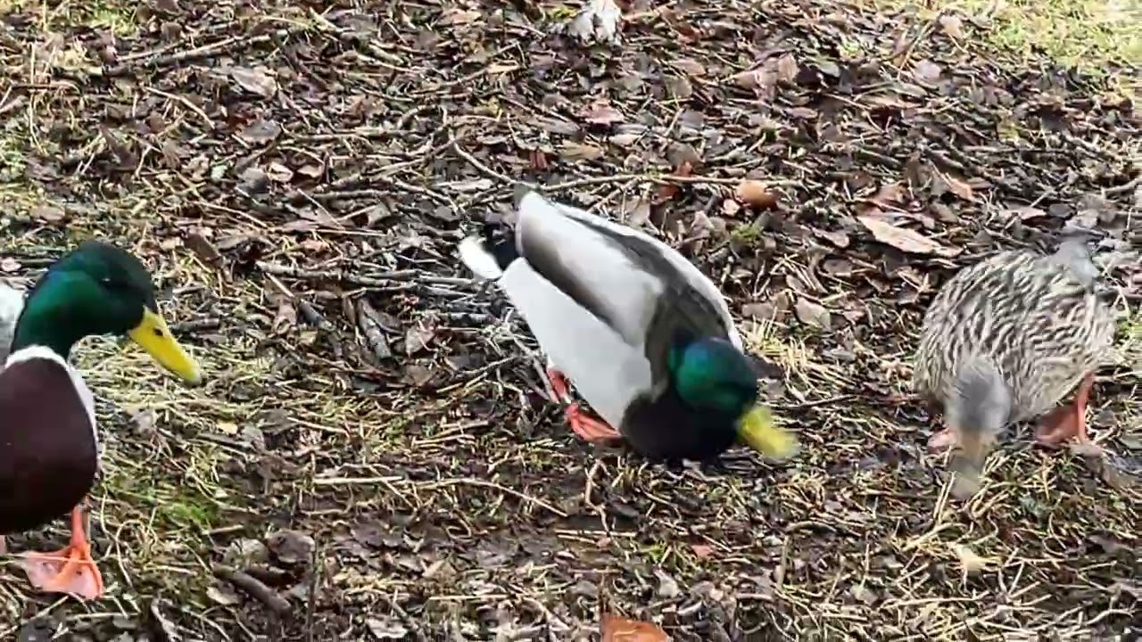 Happy Birdfeeding of gulls, crows and Ducks  -Wonderful birdsounds February 27' 