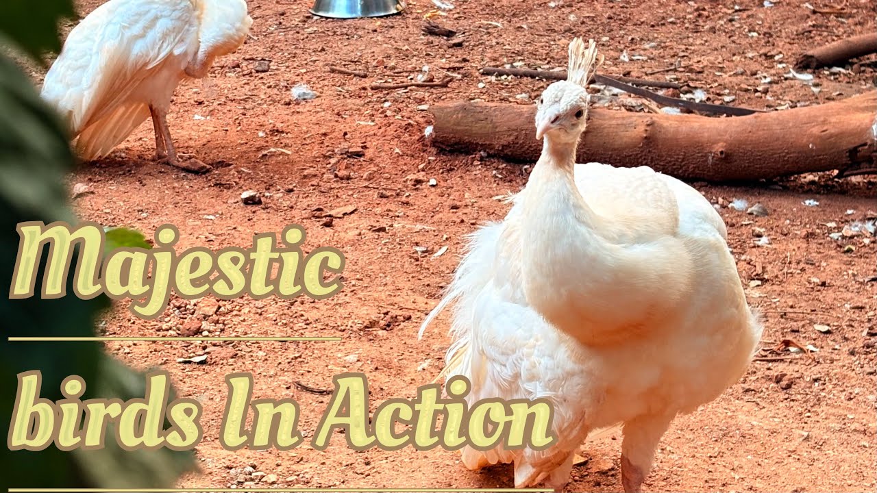 Majestic Birds in motion: White Peacock, Peafowl, Black Swan and more