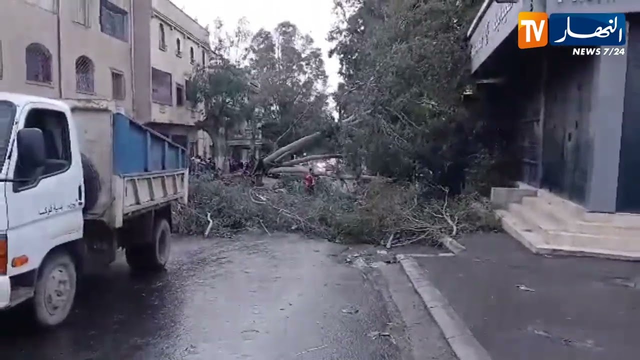 سقوط شجرة بالطريق الولائي رقم 11 رابط بين فوكة والقليعة تيبازة