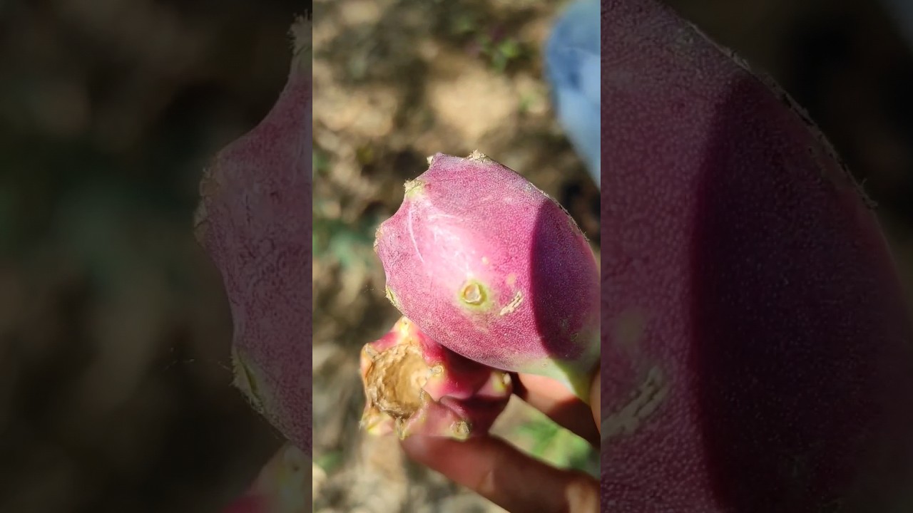 Funny viral video trees cactus dragon fruit 🌵 🍓water and duck 🦆 and birds #funny #funnyvideo #viral