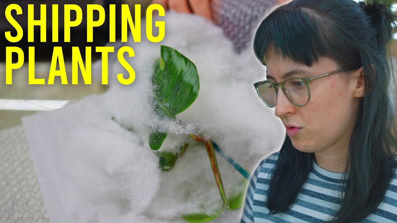 How We Pick Your Plants For Shipping!