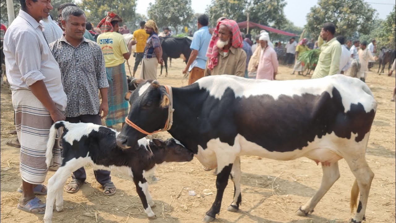 @আজ ২৬ ফেব্রুয়ারী ২৬ | বাচ্চাসহ ফ্রিজিয়ান গাভী গরুর দাম | রানীগঞ্জ হাট | দিনাজপুর 
