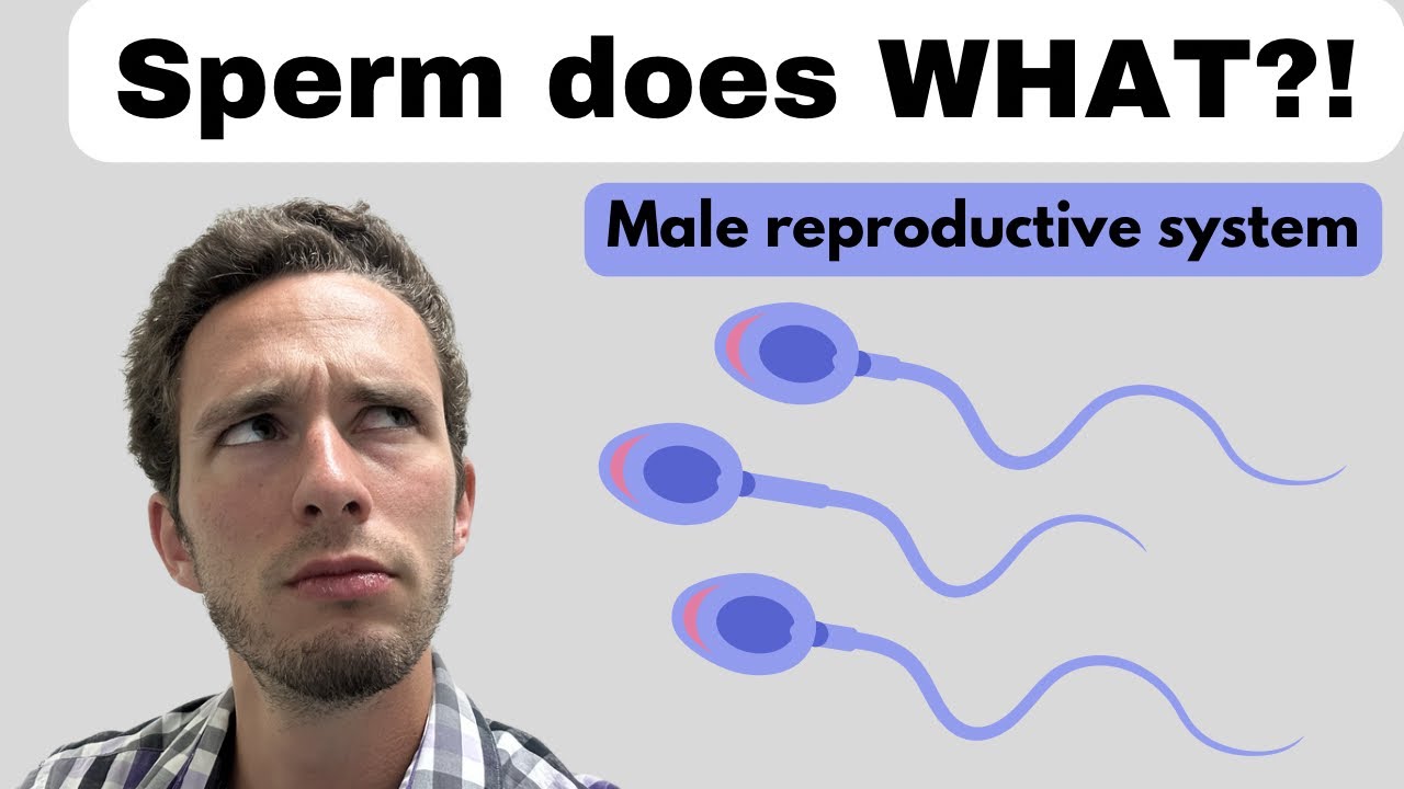 Male Reproductive System: The Treacherous Journey of the Sperm