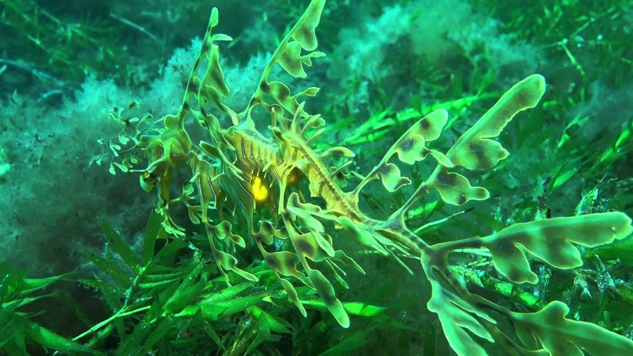 leafy sea dragon diving at rapid bay jetty