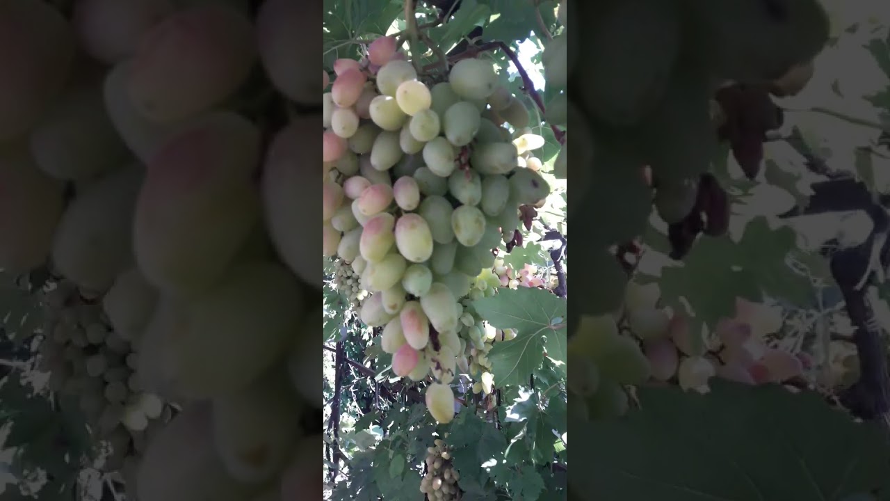 Шикарные Виноградные грозди. Не жалейте Обрезать и Поливайте