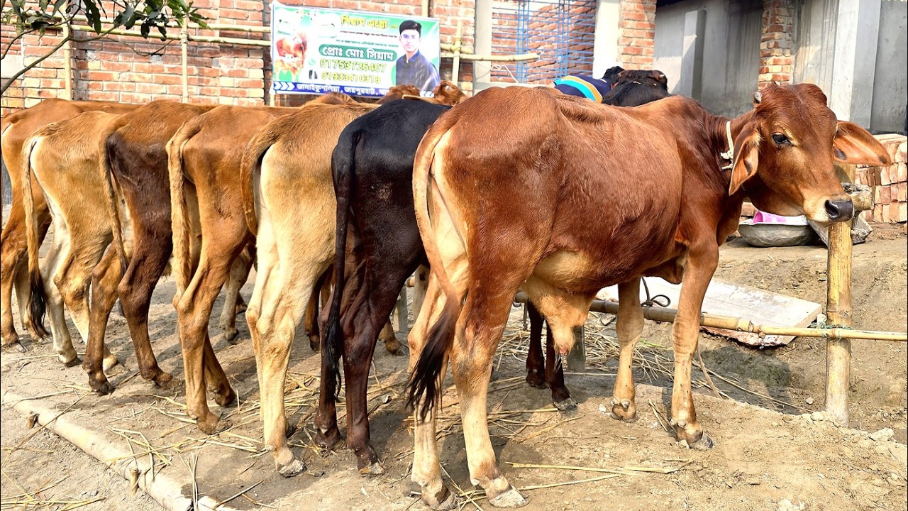 3/2/26/কম দামে কিনুন ২৬ এর সেরা কালেকশন বিক্রয়ী হচ্ছে ক্যাশ অন ডেলিভারিতে বর্ডার এলাকা থেকে।
