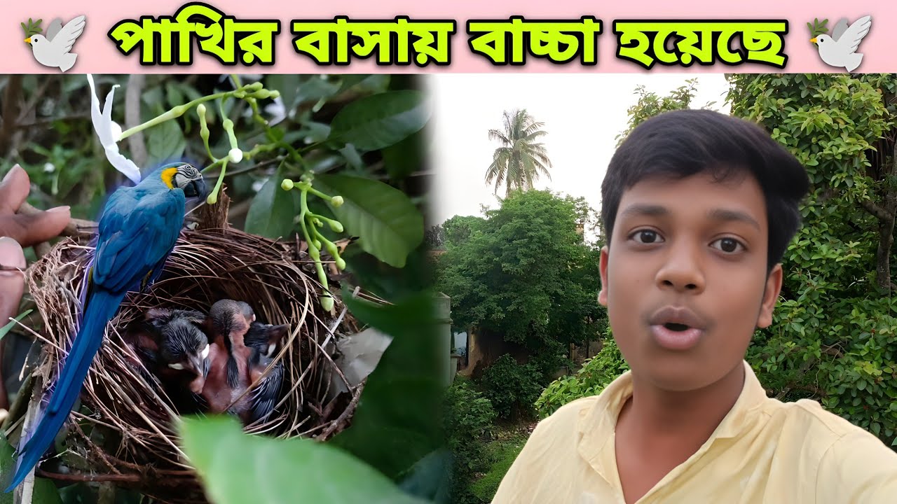 আমাদের বাড়িতে 🕊️ পাখির বাসা তে বাচ্চা হয়েছে  😍 Pakhir Basha ☺️ Bangla vlog