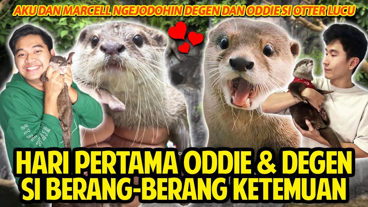HARI PERTAMA ODDIE & DEGEN SI BERANG-BERANG VIRAL KETEMUAN! REAKSINYA GEMES BANGET! OTW JODOHIN!
